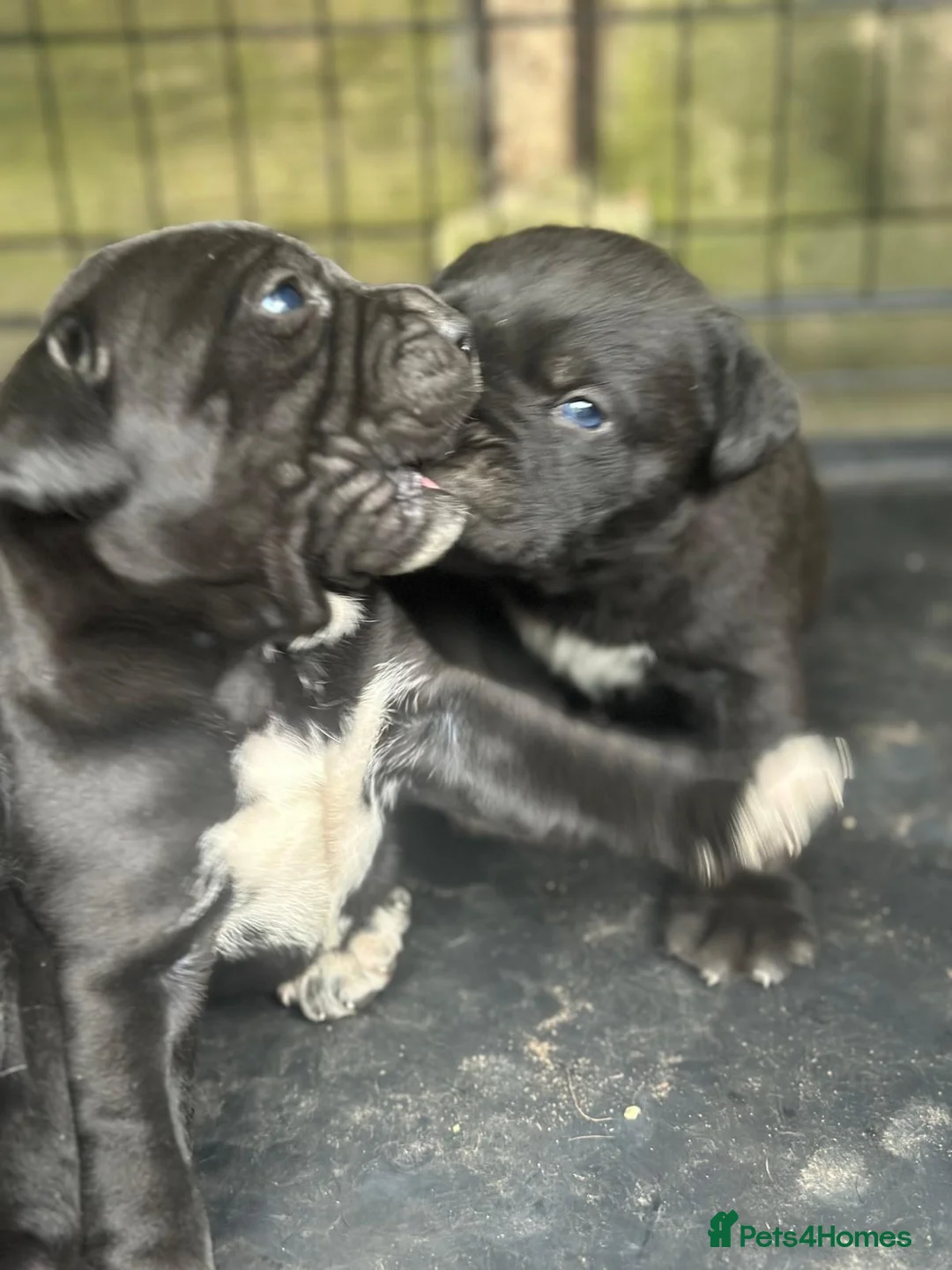 Cane Corso dogs for sale: CANE CORSO GUARDIAM ANGELS  in Enfield - Advert 1