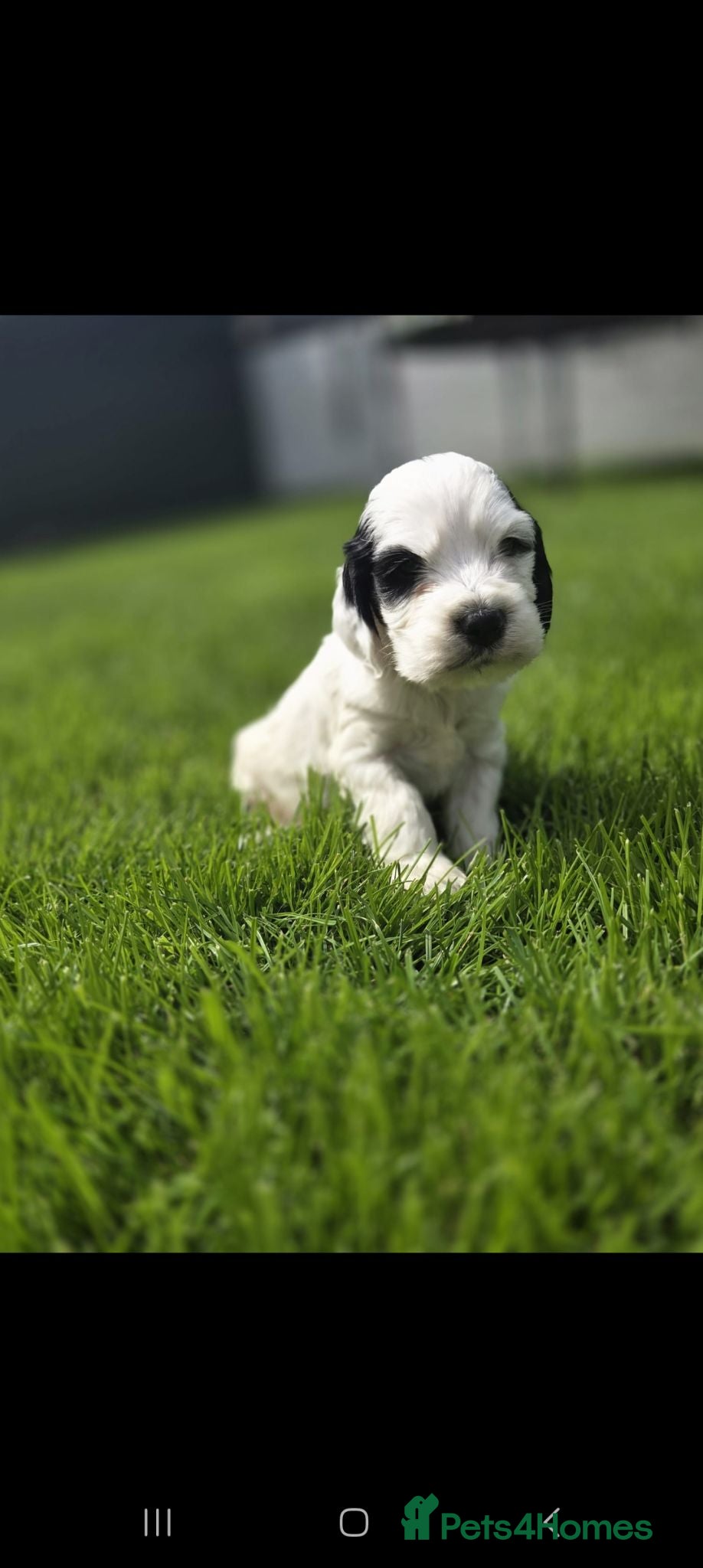 Cockapoo dogs F1b cockapoo puppies  - Advert 2