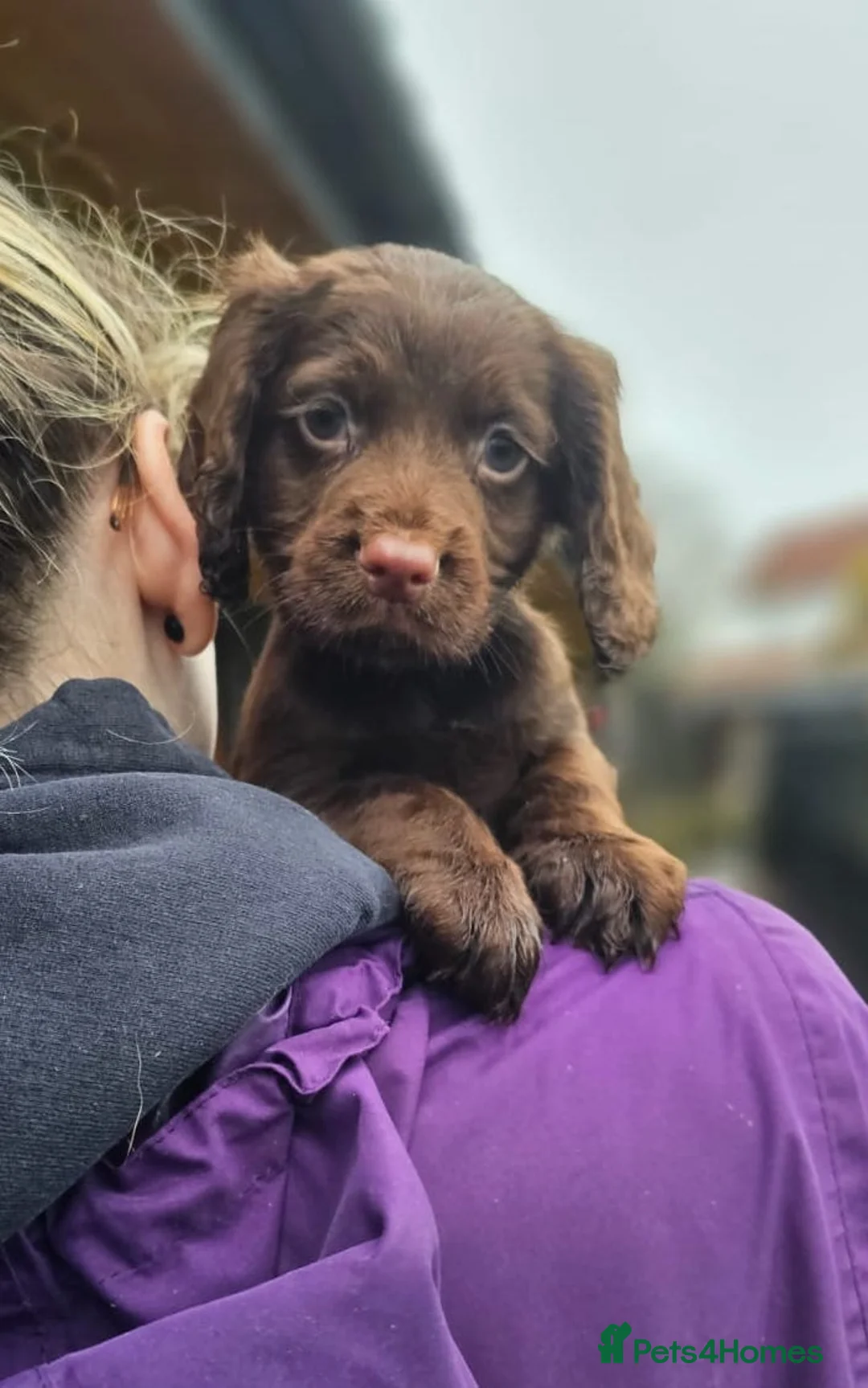 Cocker Spaniel dogs for stud: Sweet natured & handsome cocker stud dog in Bristol - Advert 18