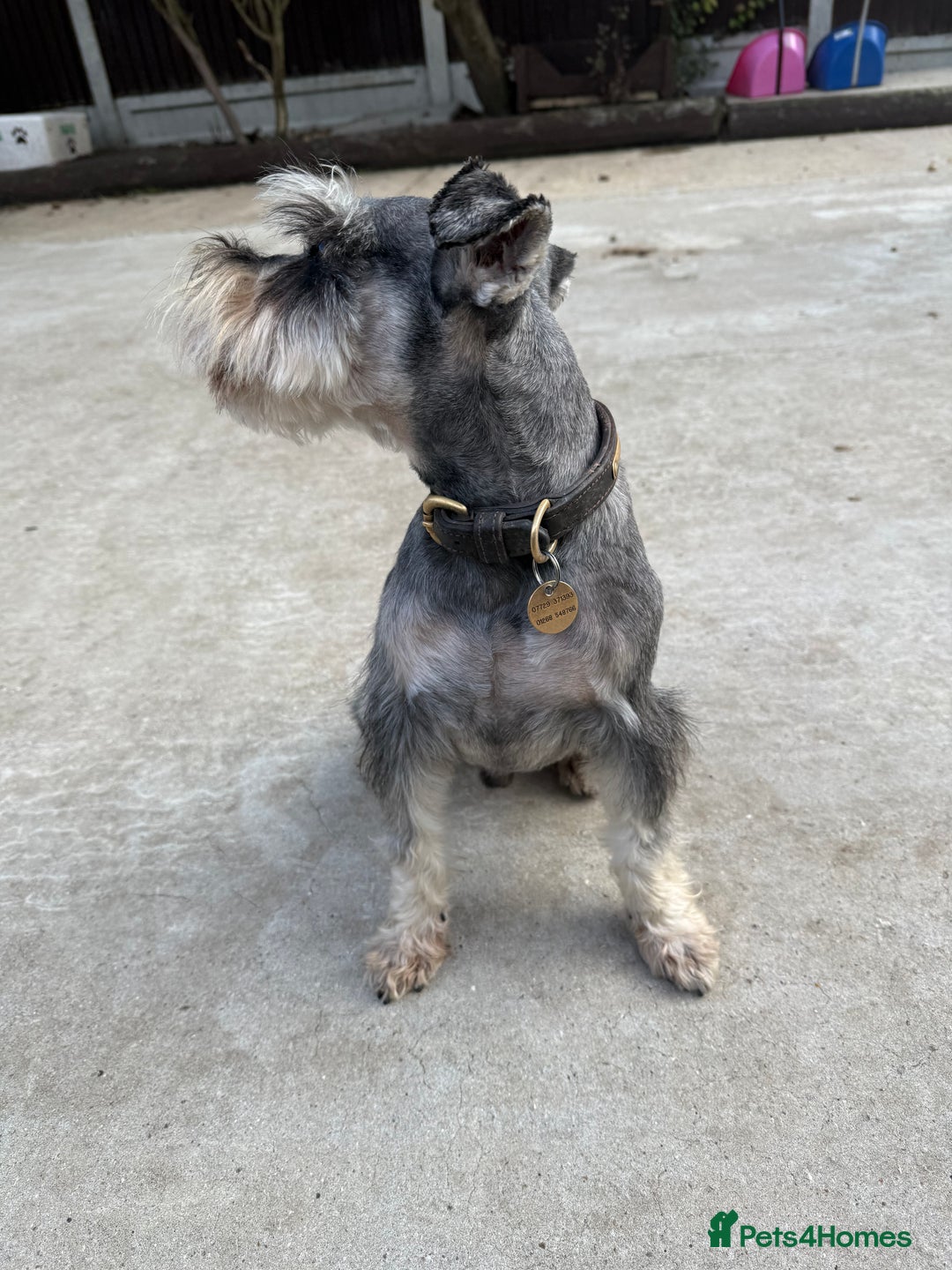 Miniature Schnauzer dogs for stud: KC MAC Pepper & Salt miniature schnauzer Stud - Image 5