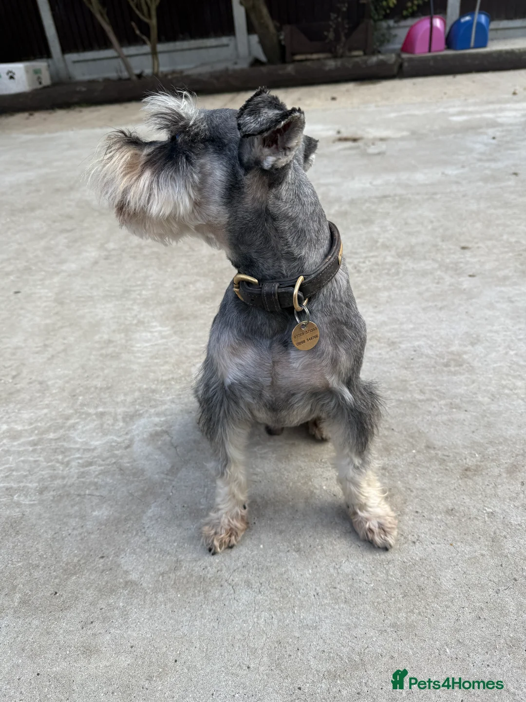 Miniature Schnauzer dogs for stud: KC MAC Pepper & Salt miniature schnauzer Stud in Basildon - Advert 5