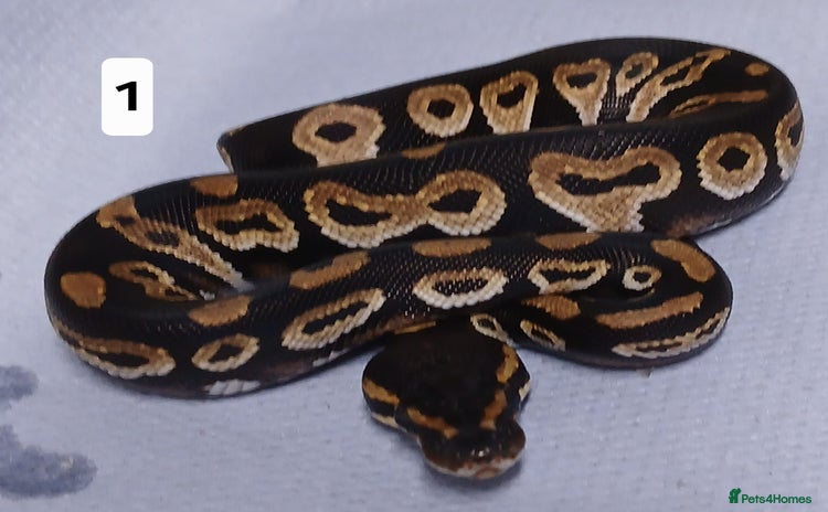 Python Snake reptiles - Advert 19