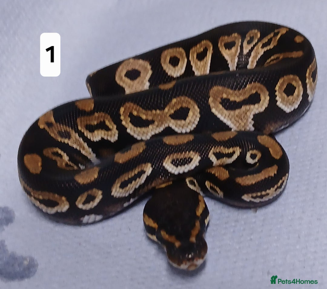 Python Snake reptiles for sale: Royal Python Morphs Males - Image 1