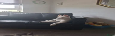 Mixed Breed 1