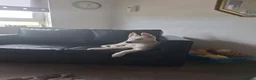 Mixed Breed dogs for sale: Two lovely puppies  - Advert 1