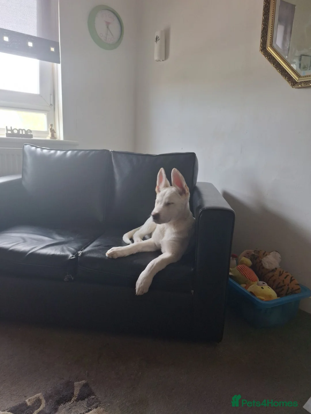 Mixed Breed dogs for sale: Two lovely puppies  - Advert 1