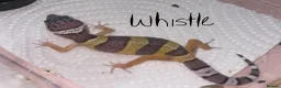 Leopard Gecko reptiles for sale: Hatchling Leopard Geckos - Advert 3
