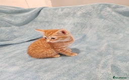 Mixed Breed cats for sale: BEAUTIFUL KITTENS VIDEOS - Image 5