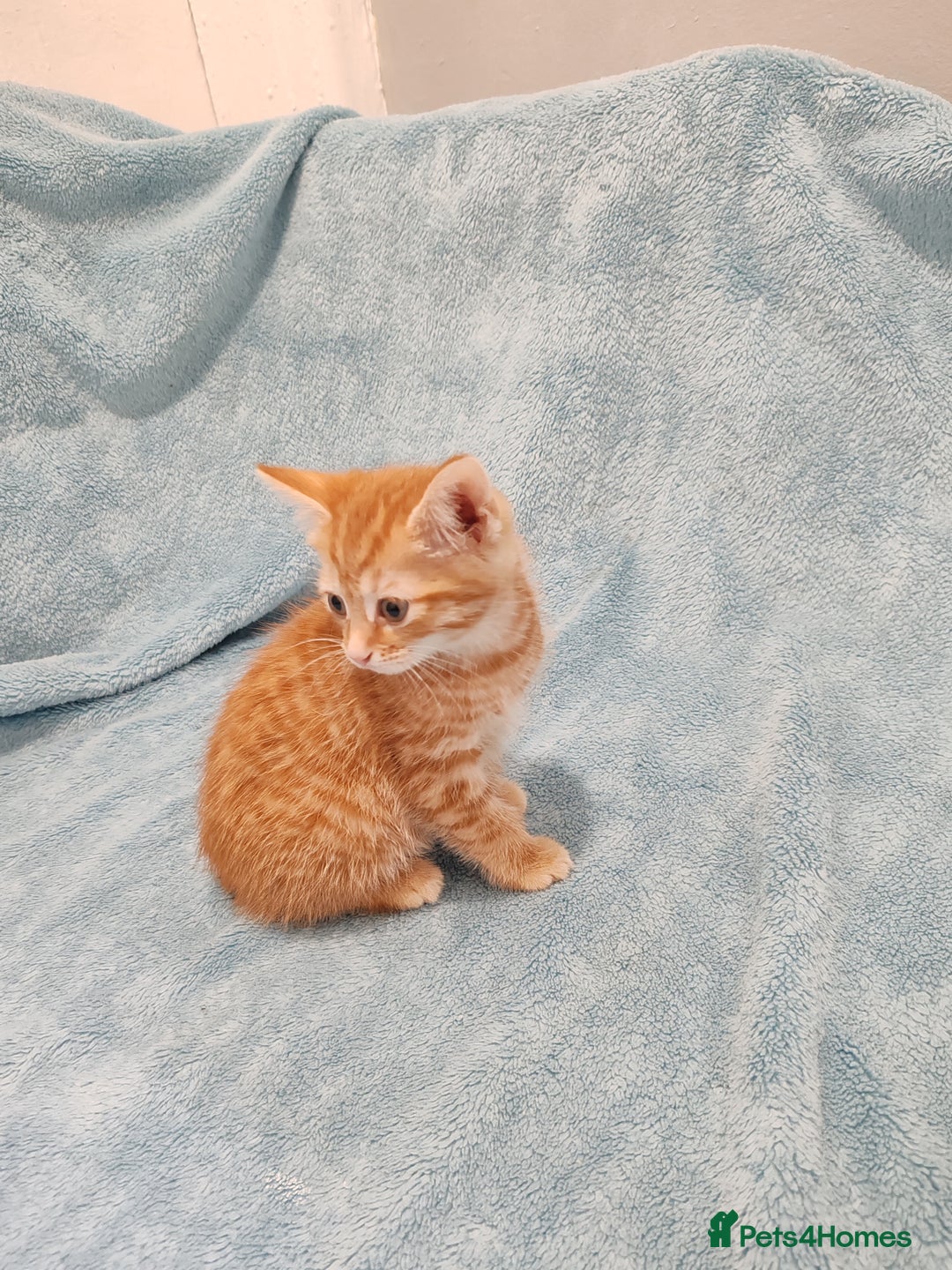 Mixed Breed cats for sale: BEAUTIFUL KITTENS VIDEOS - Image 5