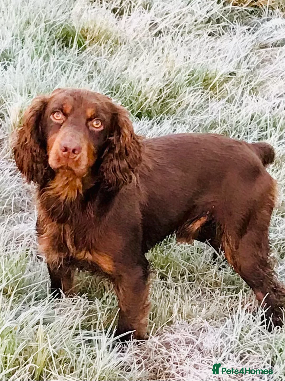 Cocker Spaniel dogs for stud: kc reg health tested working cockers - Advert 5