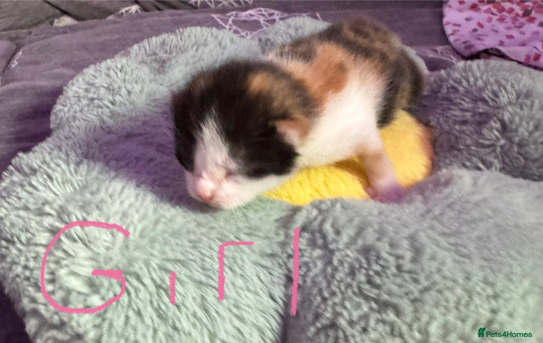 Mixed Breed cats for sale: 4 adorable kittens looking for forever homes - Image 3