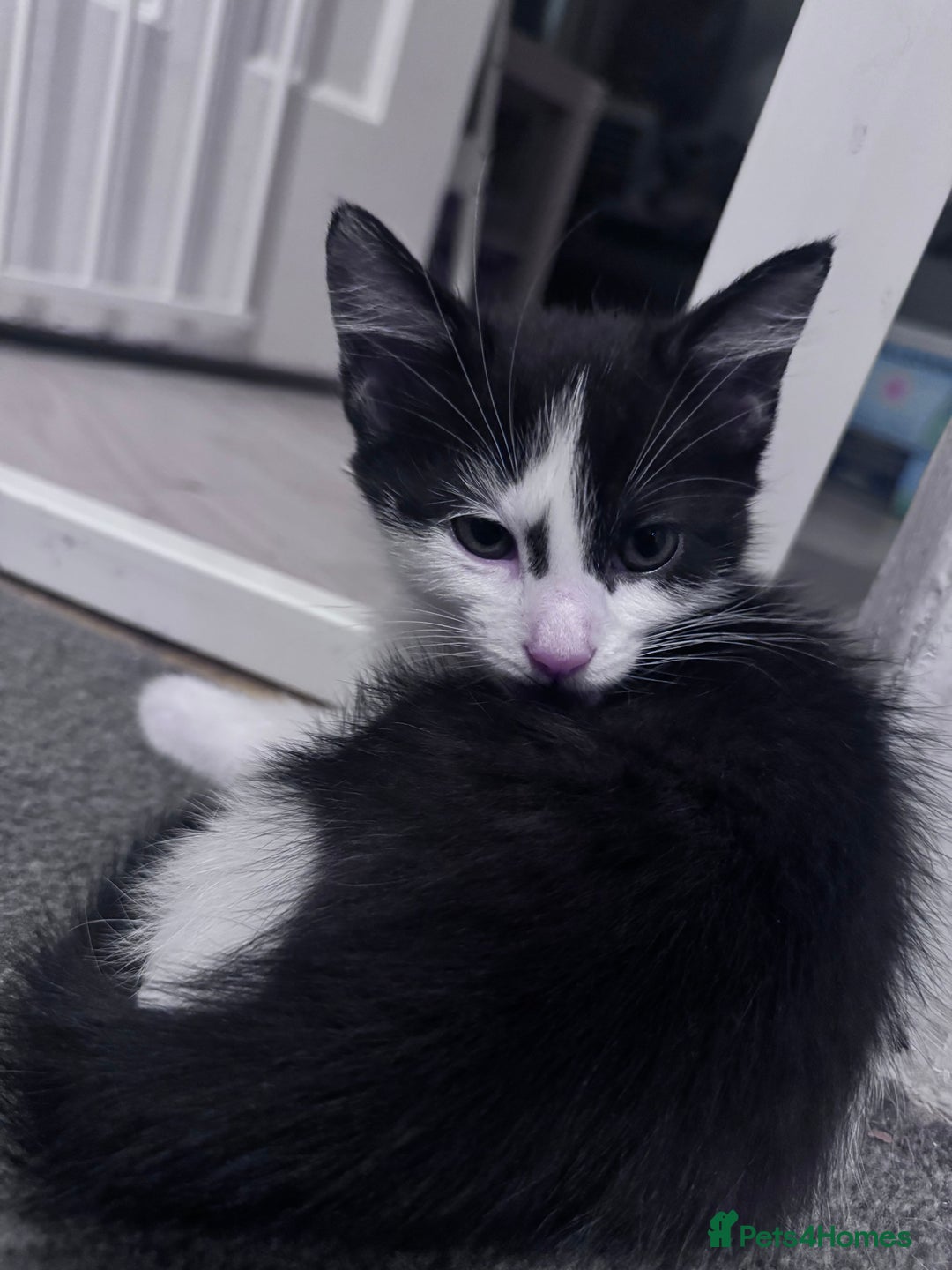 Mixed Breed cats for sale: Beautiful kitten looking new home 🐱🧡 - Advert 8
