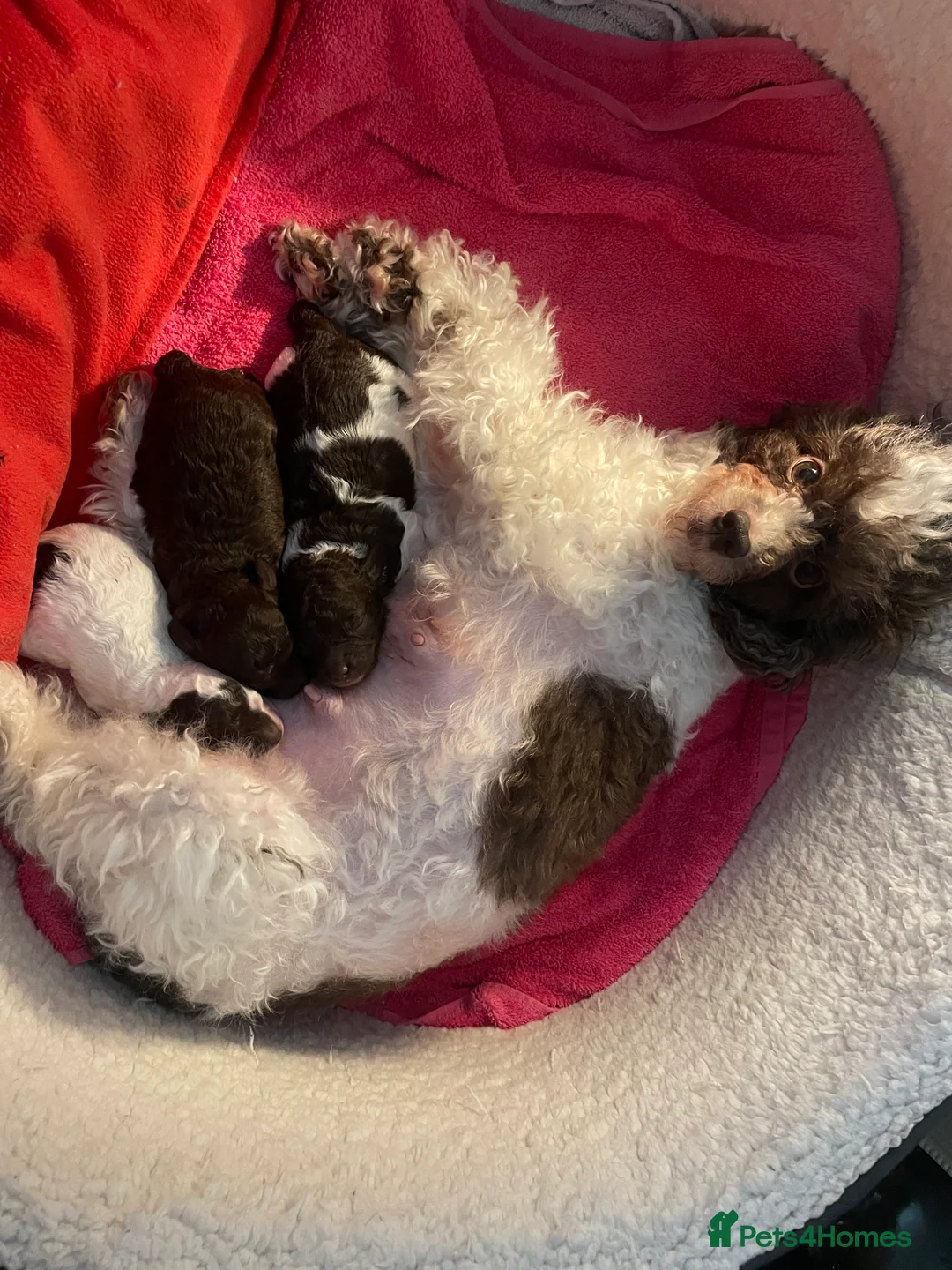 Miniature Poodle dogs for sale: Full mini poodle, extensively health tested - Advert 4