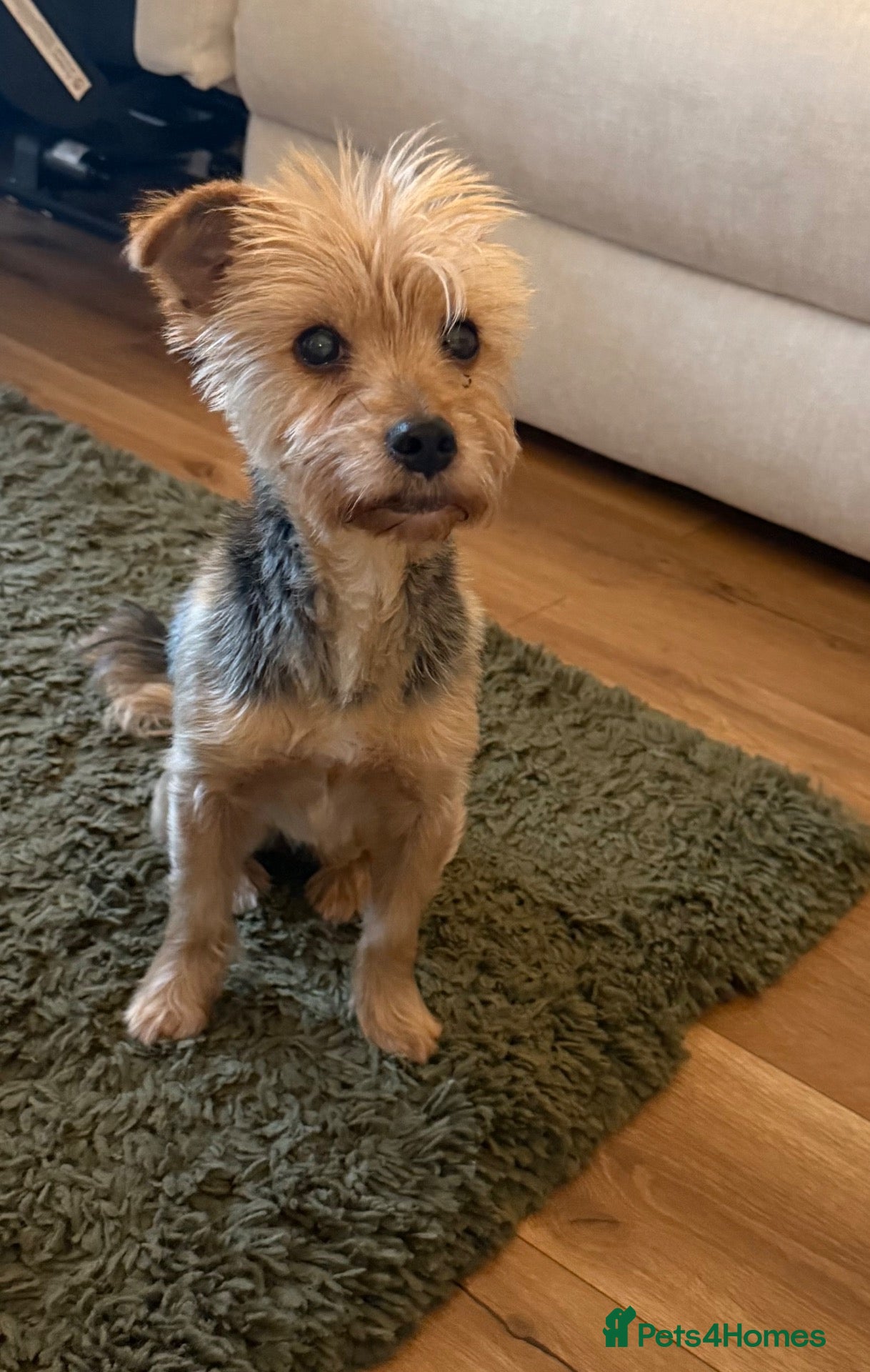 Yorkshire Terrier dogs 🌼 YORKSHIRE TERRIER GIRL FOR SALE 🌼  - Advert 3