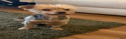 Yorkshire Terrier dogs for sale: 🌼 YORKSHIRE TERRIER GIRL FOR SALE 🌼  in Doncaster - Advert 1