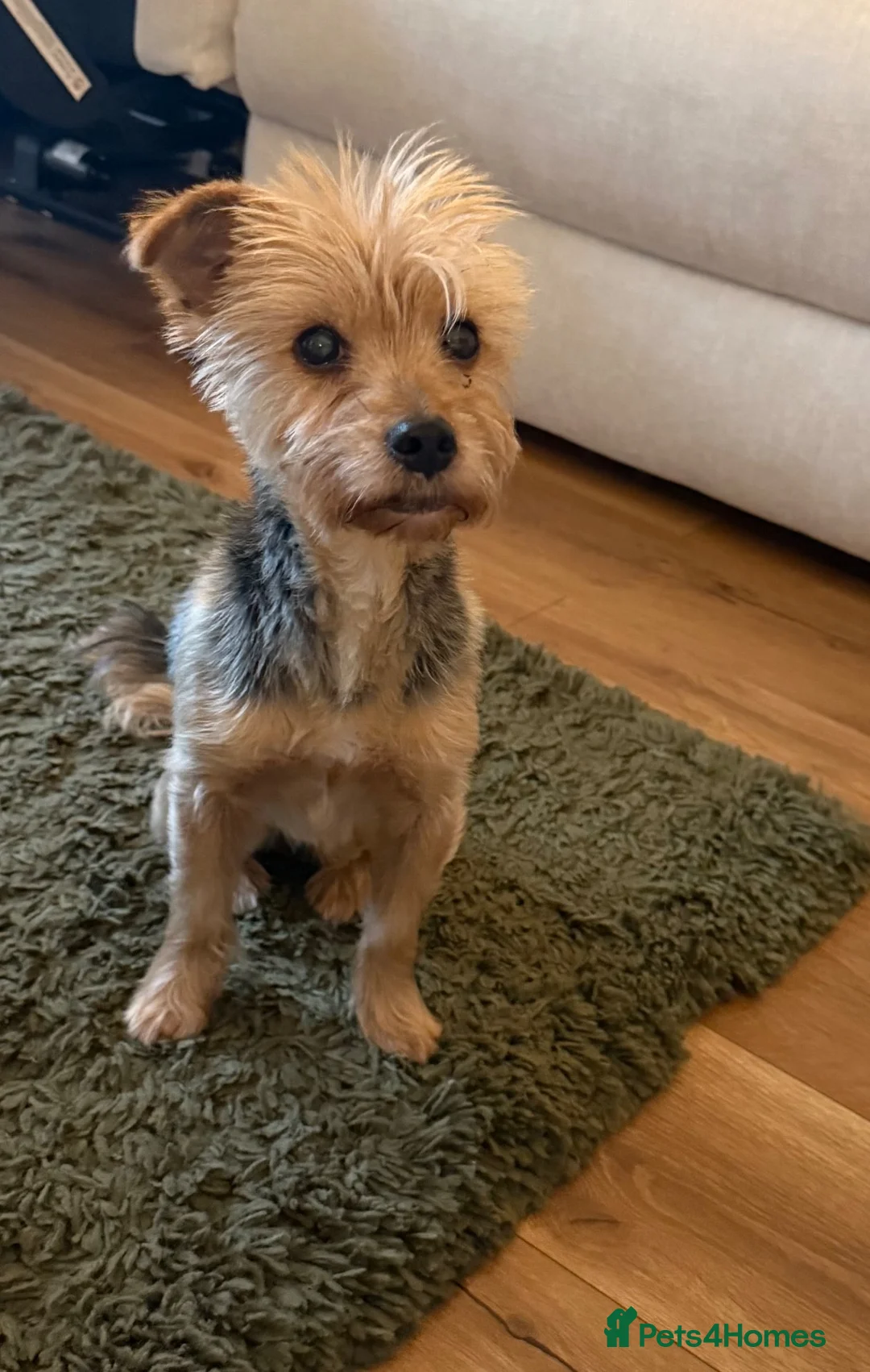 Yorkshire Terrier dogs for sale: 🌼 YORKSHIRE TERRIER GIRL FOR SALE 🌼  in Doncaster - Advert 1