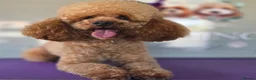 Toy Poodle dogs for stud: Misscavs Cremeberry Puff Toy Poodle Stud - Advert 5