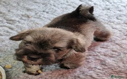 Miniature Schnauzer dogs for sale: KC mini Schnauzer  - Image 2