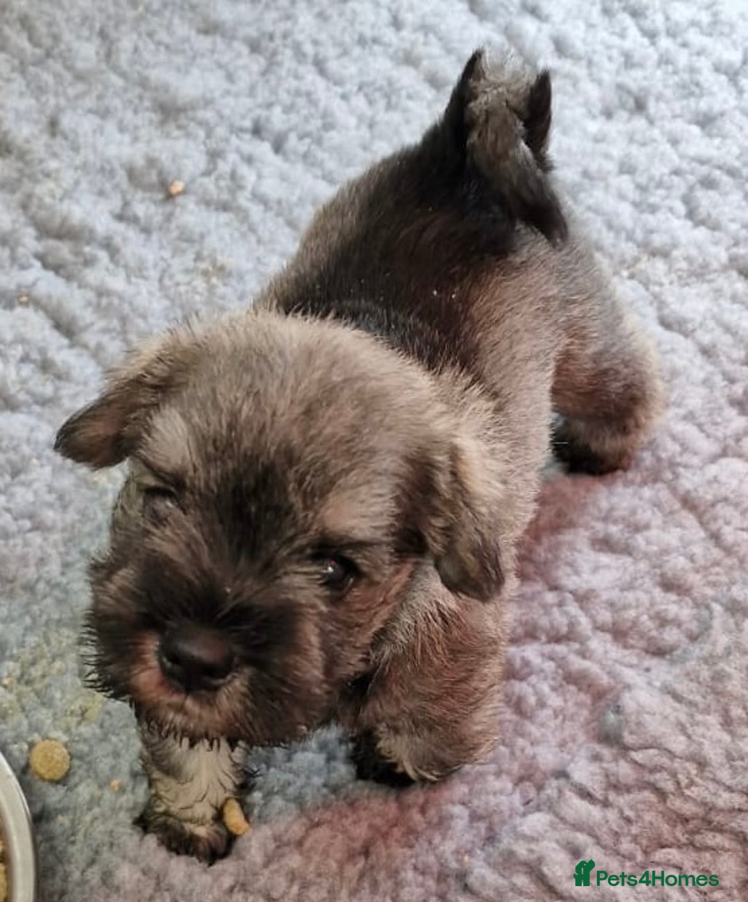 Miniature Schnauzer dogs for sale: KC mini Schnauzer  - Image 2