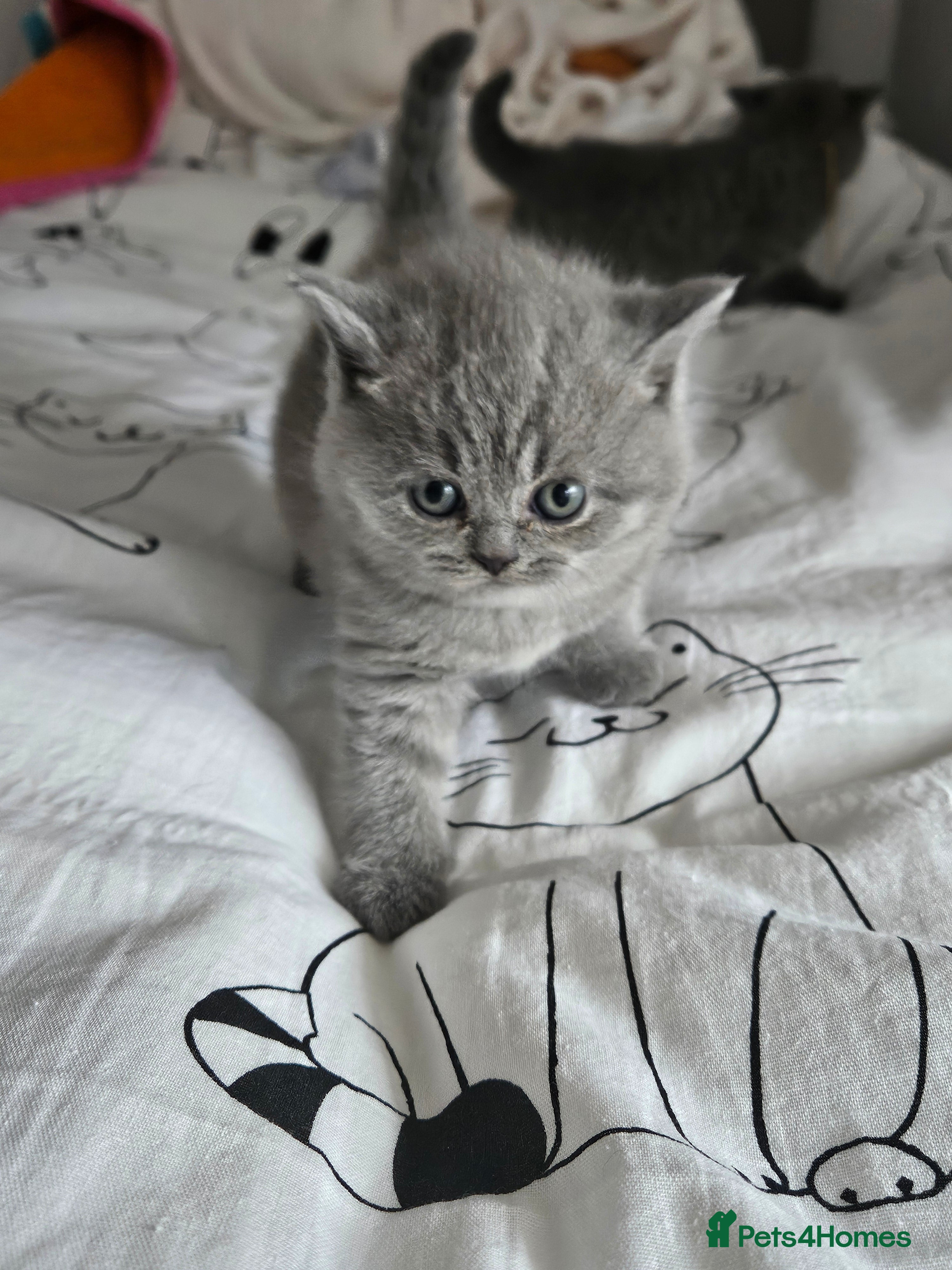 British Shorthair cats Last Girl Champion BSH Shorthair Kittens GCCF  - Advert 10