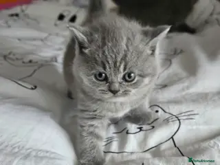 British Shorthair cats Last Girl Champion BSH Shorthair Kittens GCCF - Advert 10