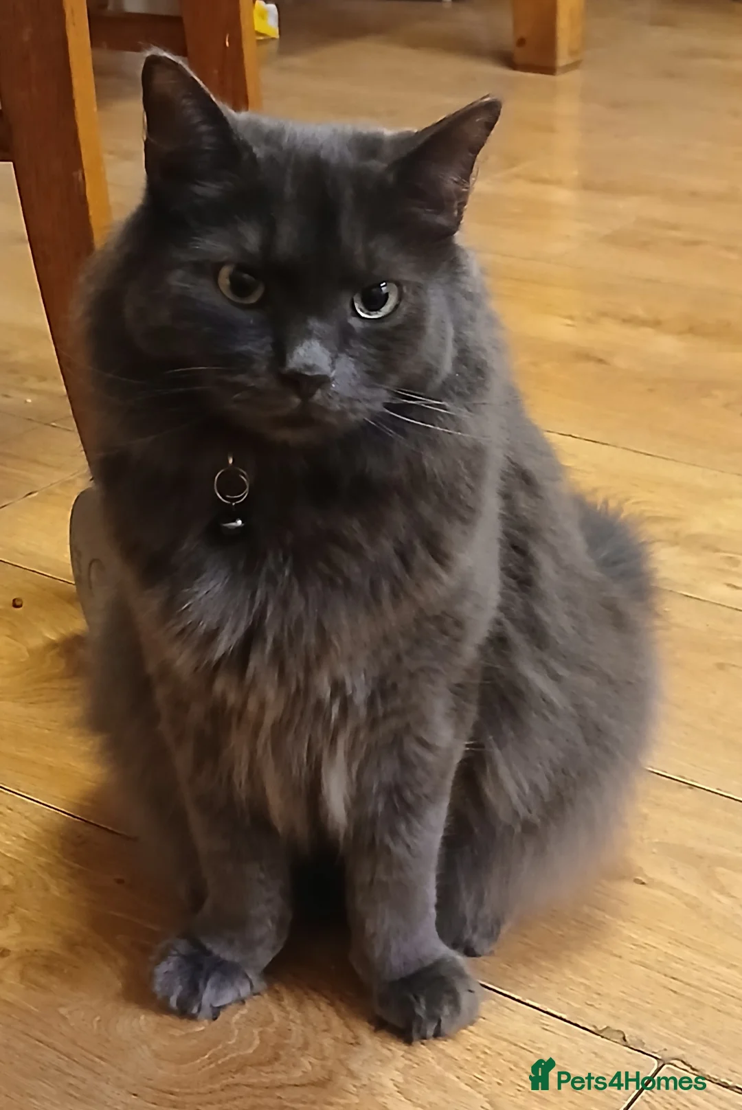 Siberian cats for sale: 2 Siberian cats - Advert 4