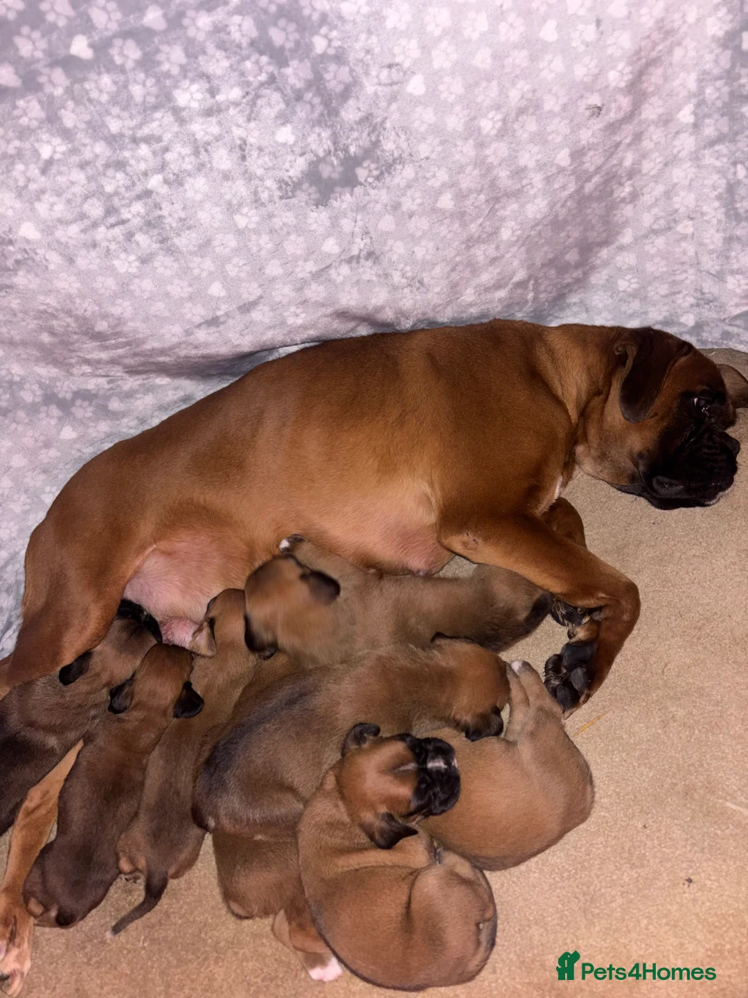 Boxer dogs for sale: 8 beautiful Boxer puppies - Advert 10