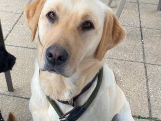 Labrador Retriever dogs KC Registered Labrador - Advert 2