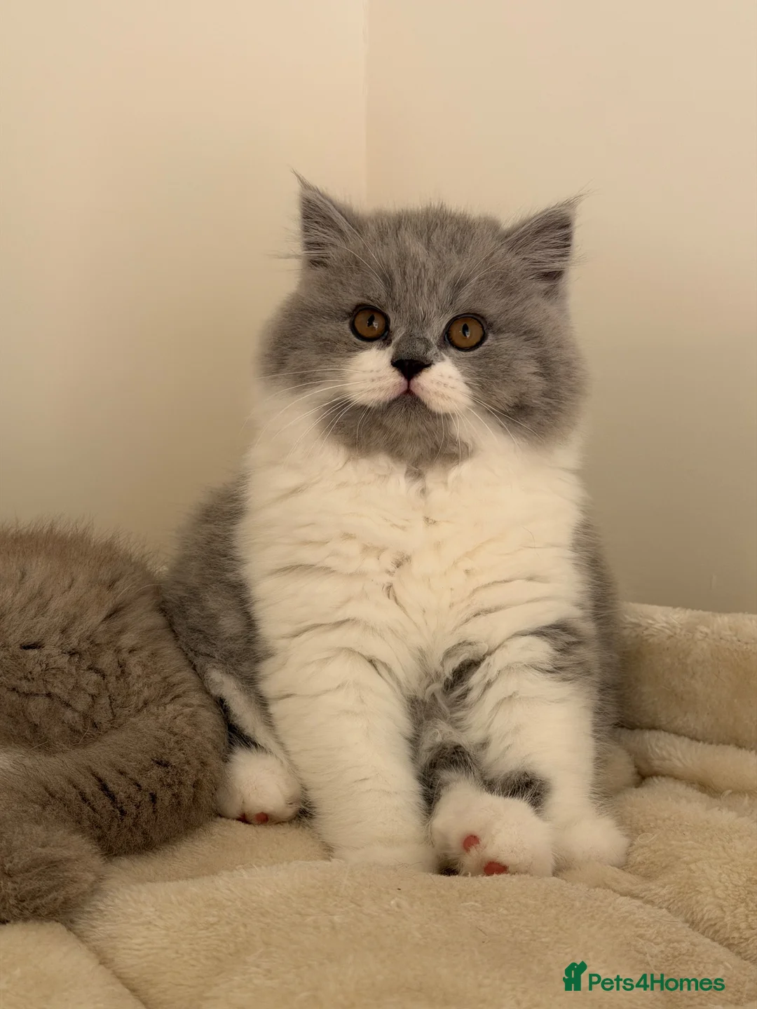 British Shorthair cats for sale: Last boy from a litter of 4💙 - Advert 5
