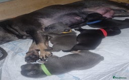 Mixed Breed dogs for sale: French/english bulldog puppys - Image 1