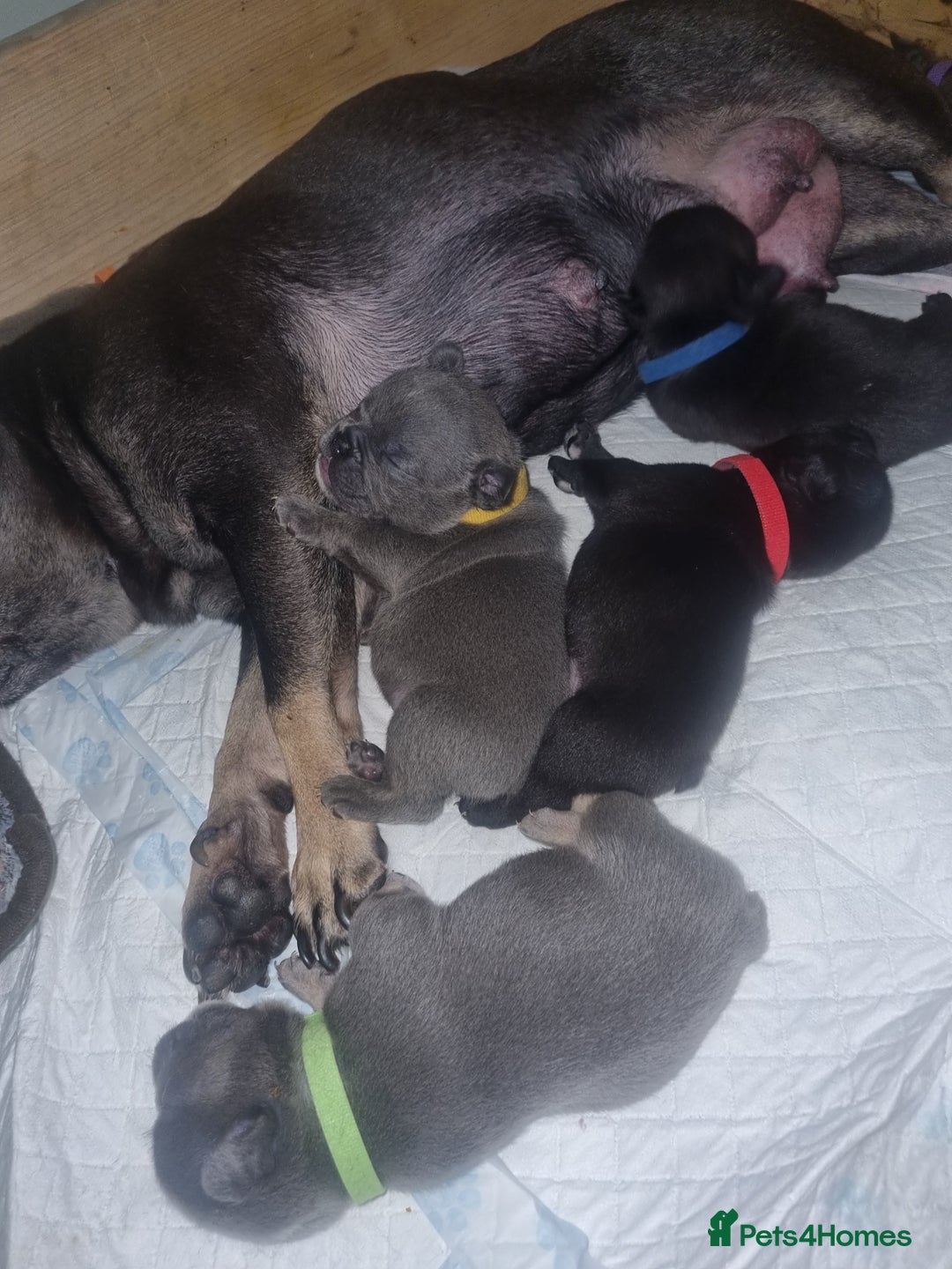 Mixed Breed dogs for sale: French/english bulldog puppys - Image 1