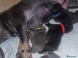 Mixed Breed dogs French/english bulldog puppys - Advert 13