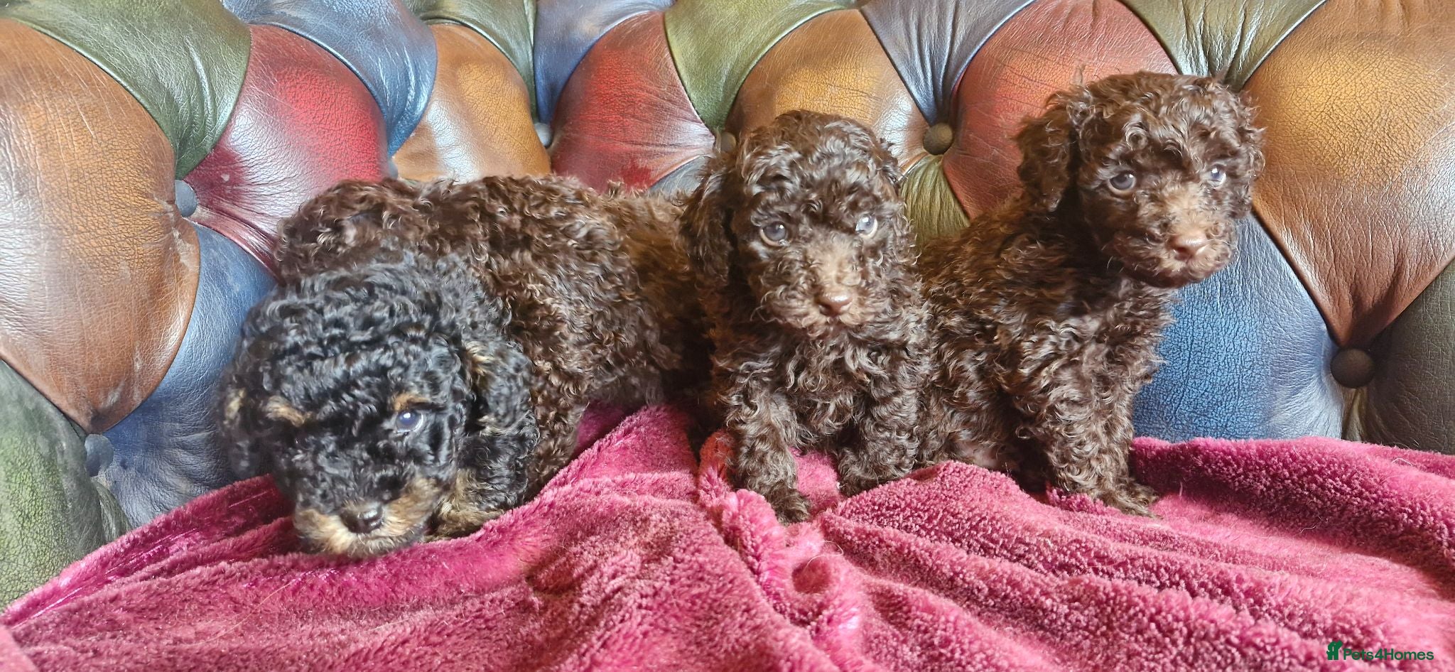 Toy Poodle dogs Gorgeous toy poodle pupps.health tested parents  - Advert 3