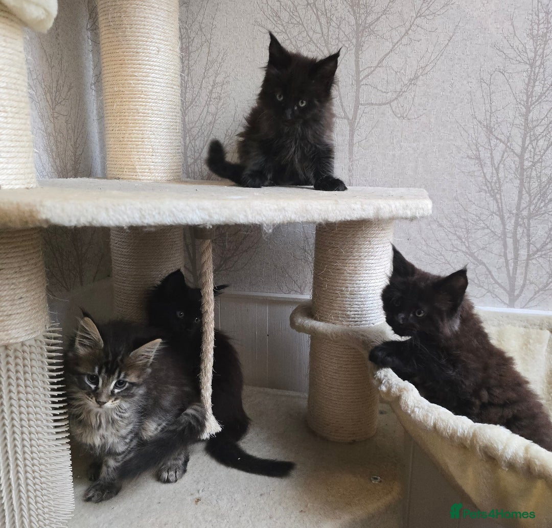 Maine Coon cats for sale: Maine Coon Kittens Polydactyl Russian line - Image 15