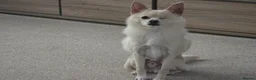Pomchi dogs for sale: Olaf beautiful Pomchi in Pontefract - Advert 5