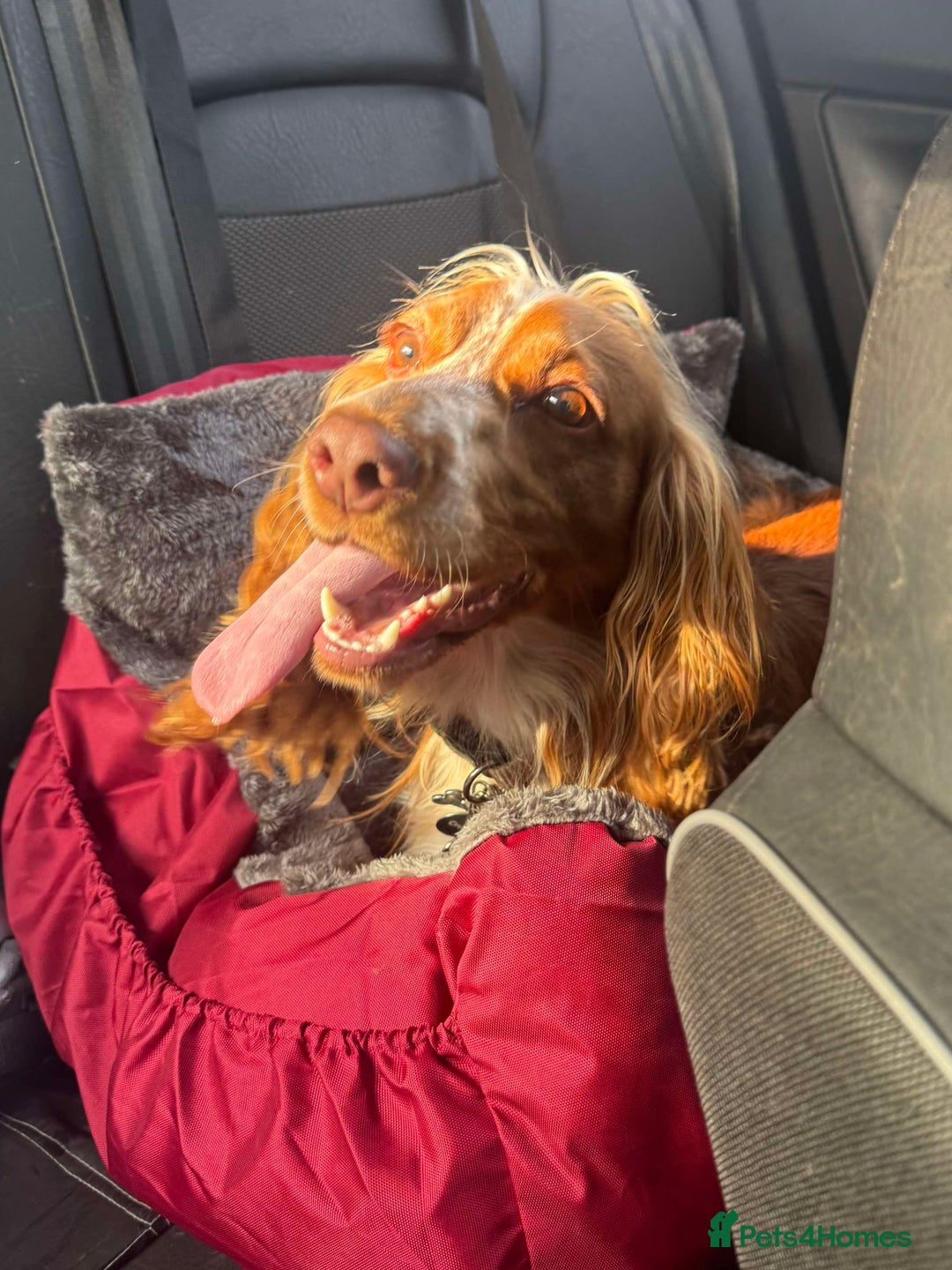 Cocker Spaniel dogs for sale: Amazing 1 year old cocker spaniel boy  - Image 2