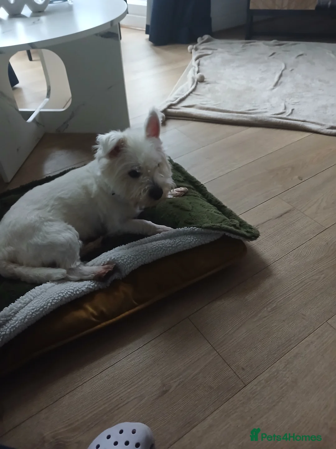 Westiepoo dogs for sale: Westipoo - Advert 3