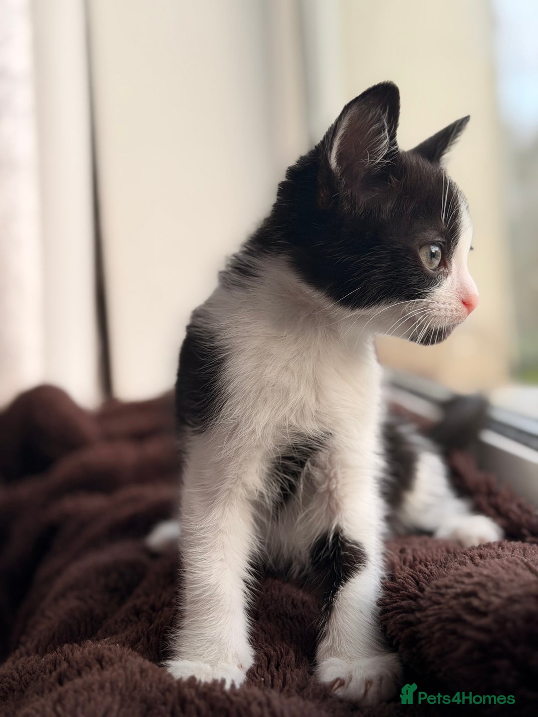 Mixed Breed cats for sale: Mixed breed kittens  - Advert 4