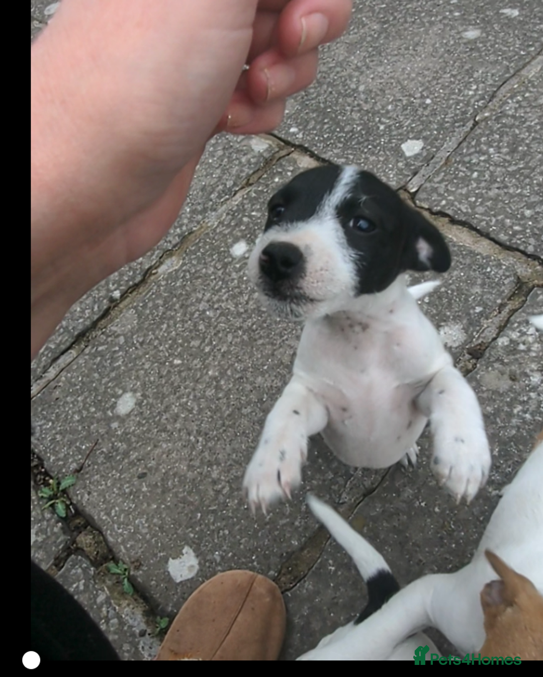 Jack Russell dogs for sale: Jack Russell's Now FULLY vaccinated  - Image 12
