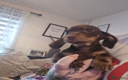 Dachshund dogs for sale: Brown and tan dax - Image 3