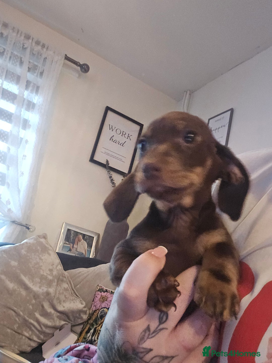 Dachshund dogs for sale: Brown and tan dax - Image 3