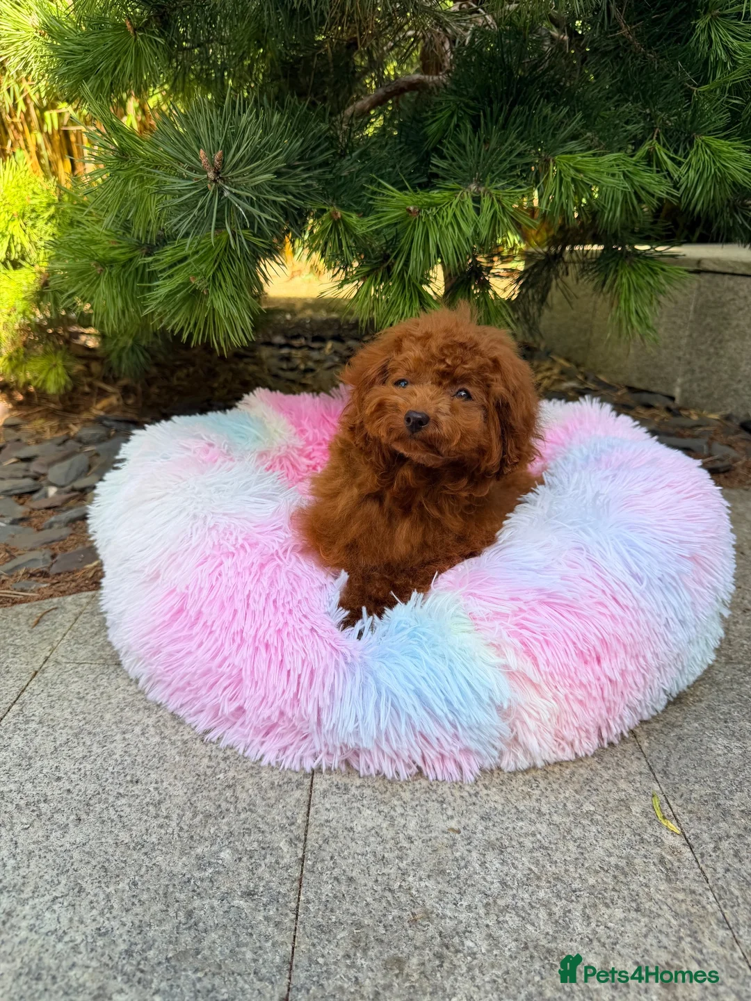 Toy Poodle dogs for sale: Asian Teddy poodle Girl very tiny - Advert 2