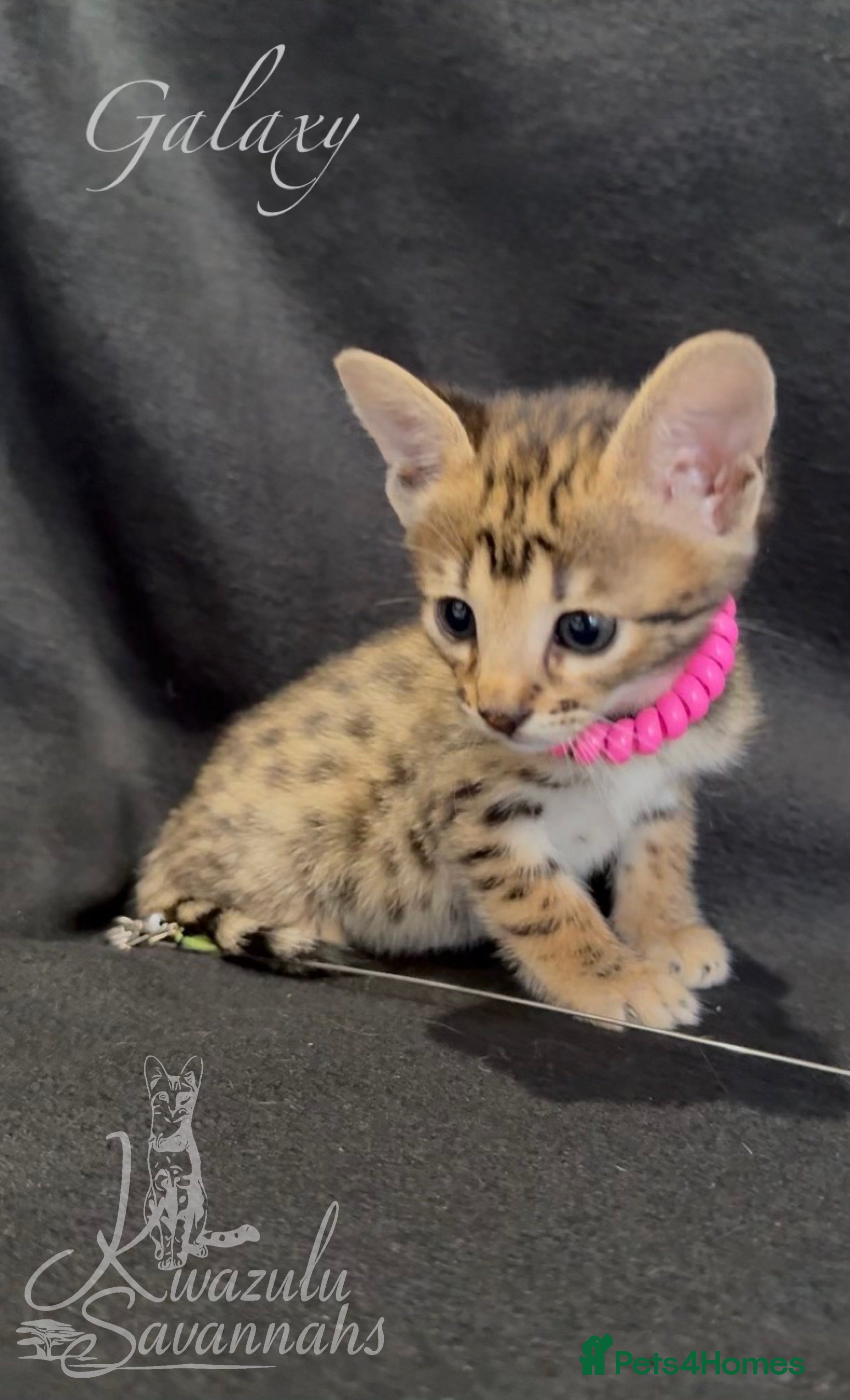 Savannah cats Excellent Quality Tica Registered Purebred kittens - Advert 1