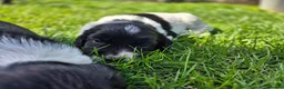 English Springer Spaniel dogs for sale: Stunning working springer spaniels - Advert 9