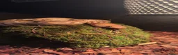 Python Snake reptiles for sale: Ball python  in Heathfield - Advert 1