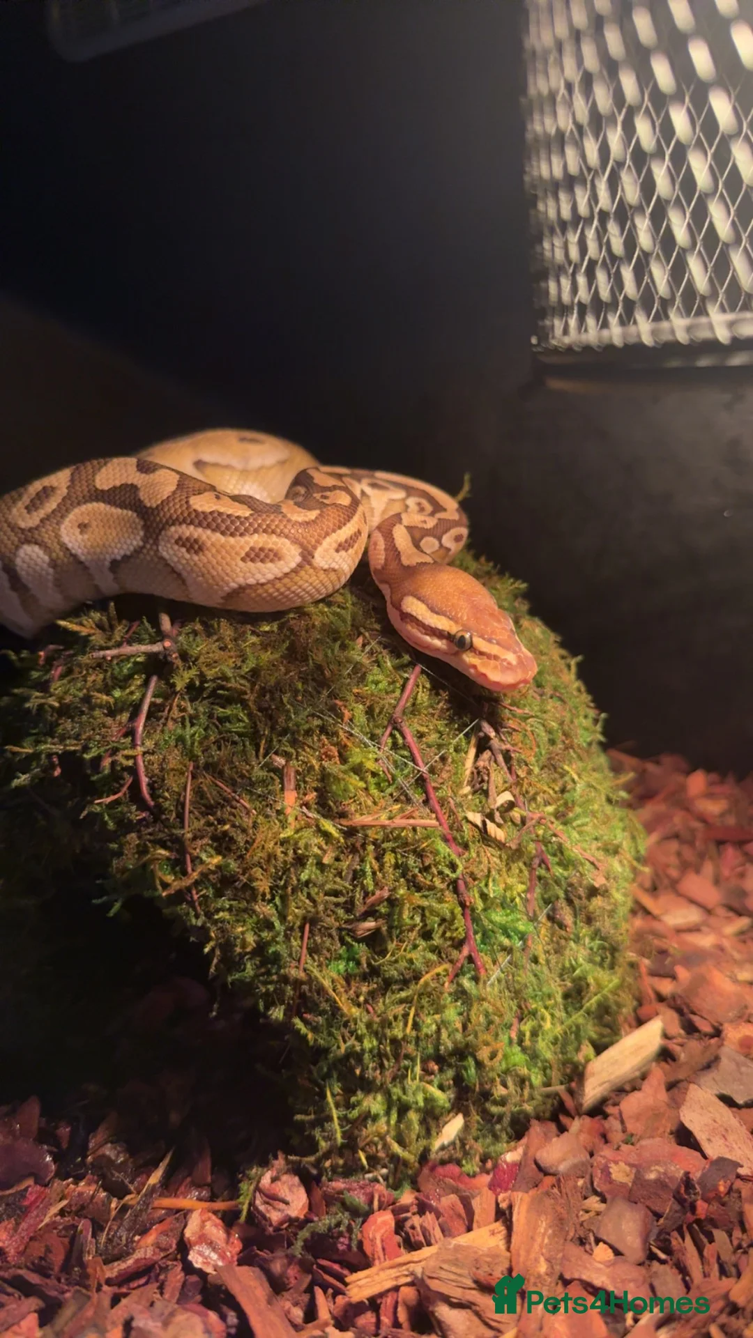 Python Snake reptiles for sale: Ball python  in Heathfield - Advert 1