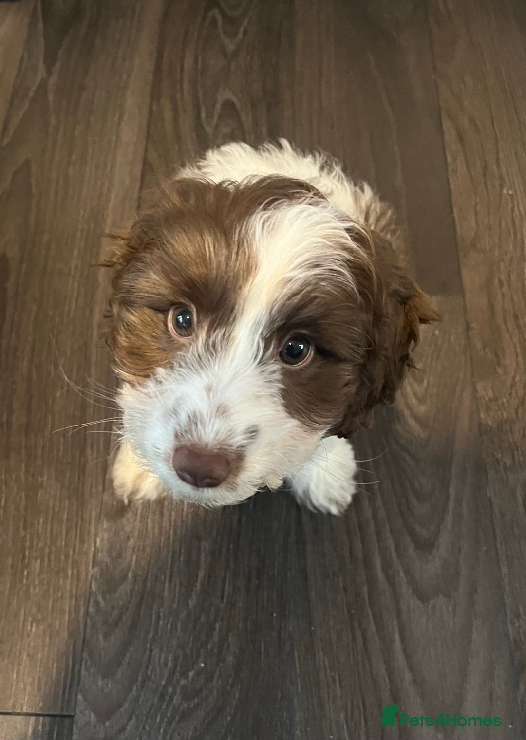 Cockapoo dogs for sale: 11 week old, Female Cockapoo puppy for rehoming - Advert 10