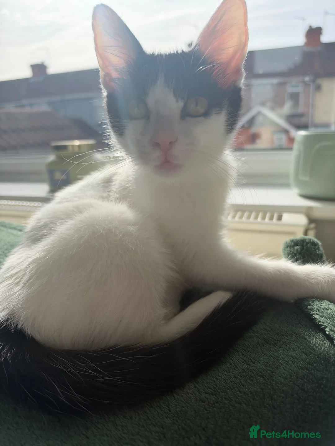Mixed Breed cats for sale: Mixed kittens  - Advert 2