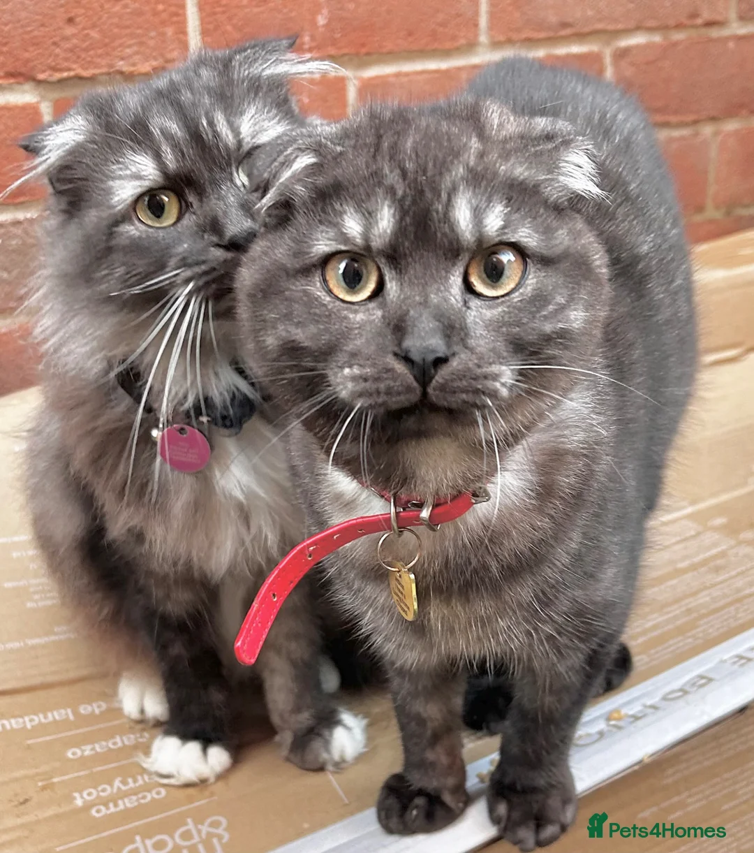 Scottish Fold cats for sale: 2 year old Scottish fold male to go to good home  - Advert 1