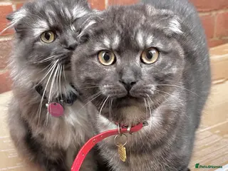 Scottish Fold cats 2 year old Scottish fold male to go to good home - Advert 8